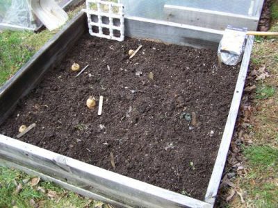 Setting Spuds in Spring Image
